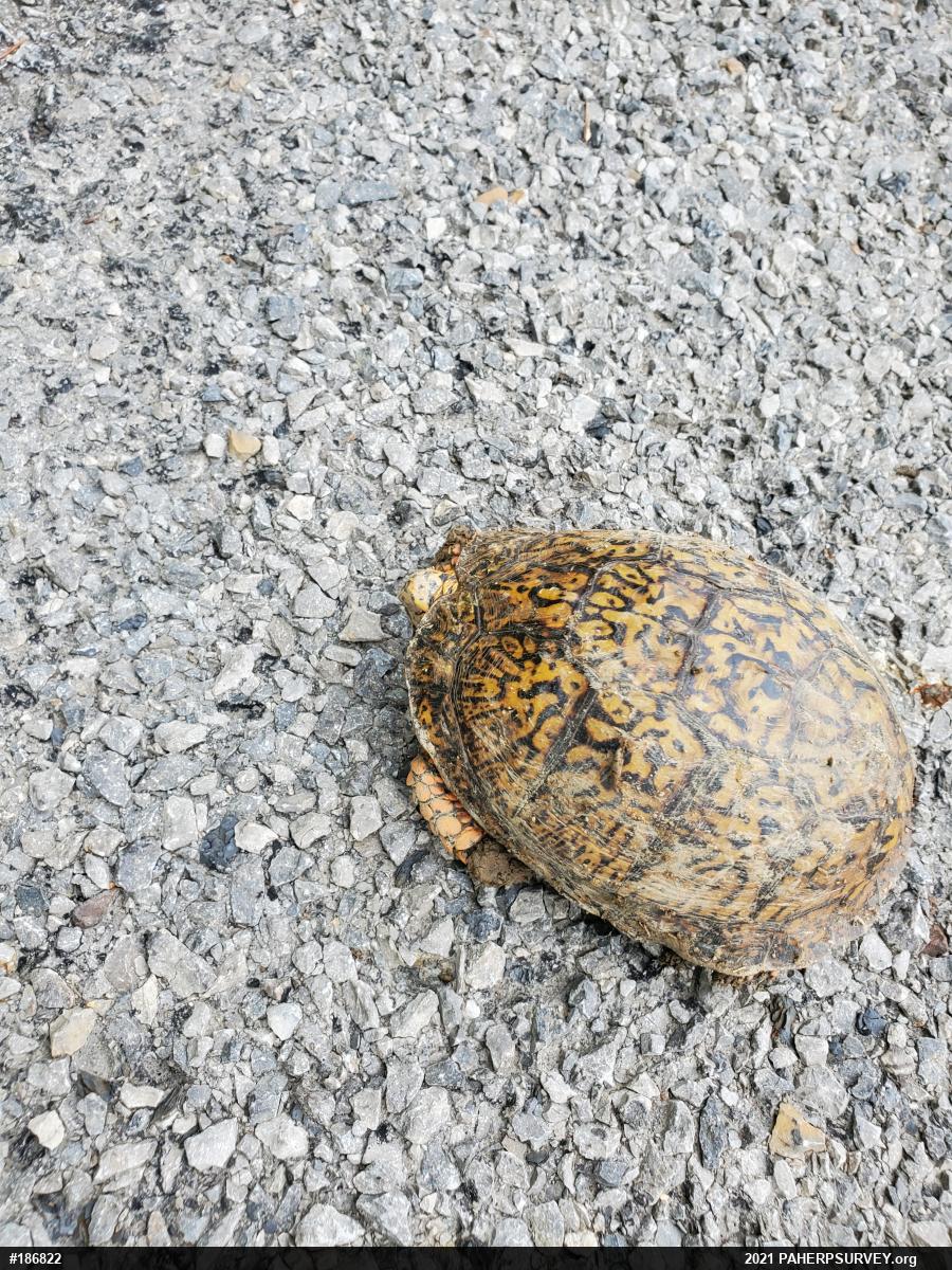 Eastern Box Turtle