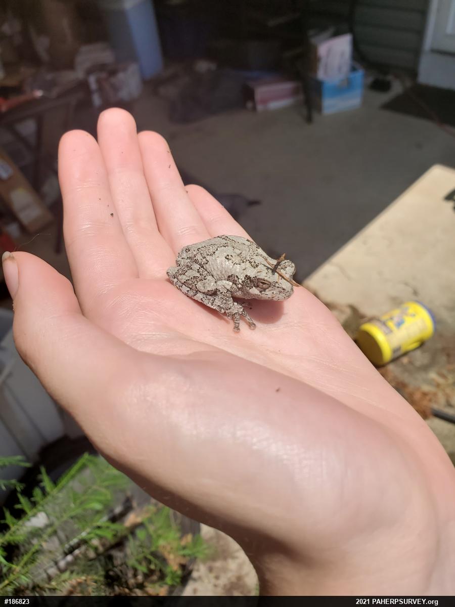 Unknown Gray Treefrog