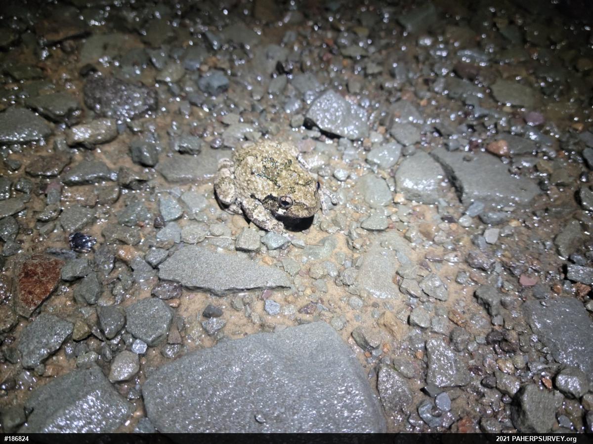 Unknown Gray Treefrog