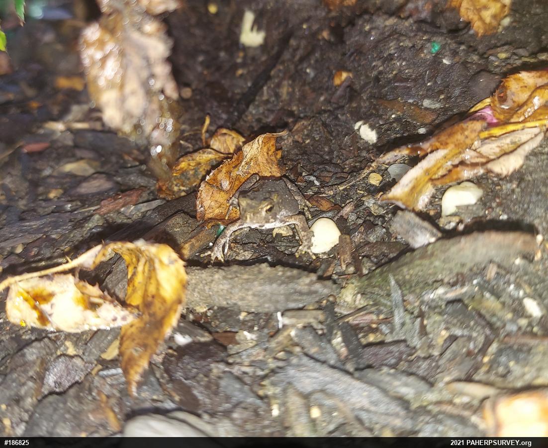 Eastern American Toad