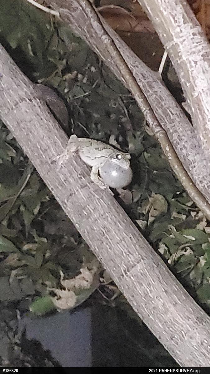 Unknown Gray Treefrog