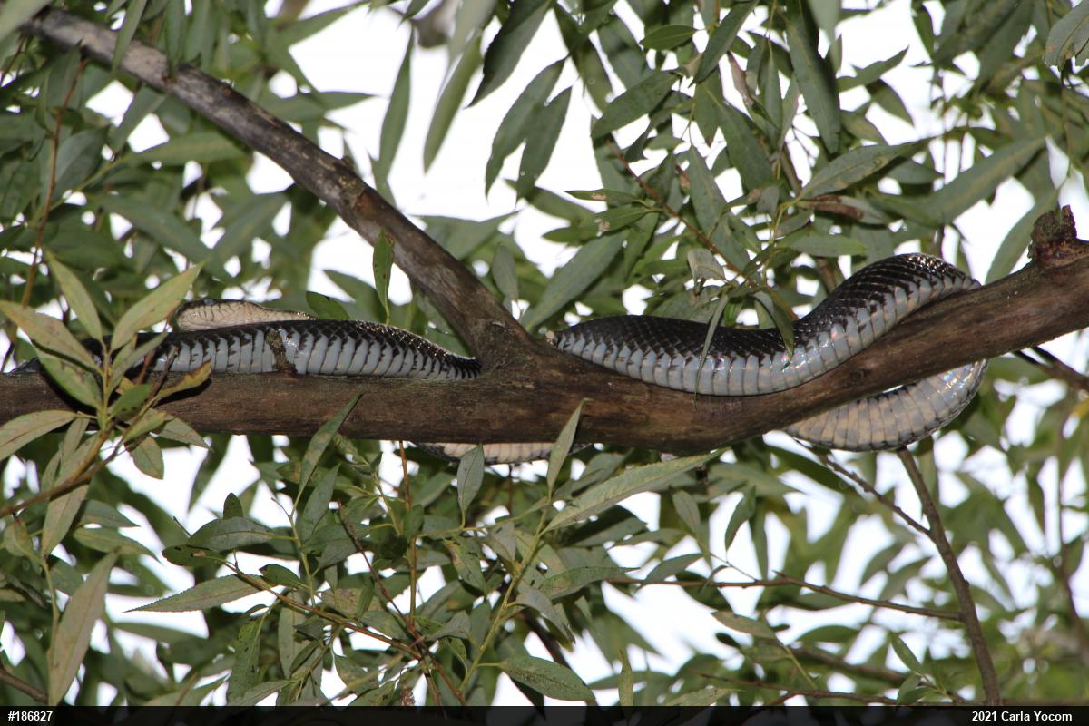 Eastern Ratsnake