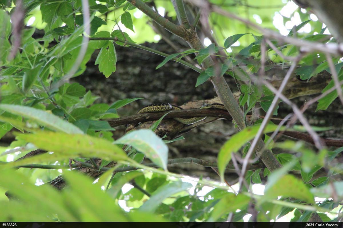Eastern Gartersnake