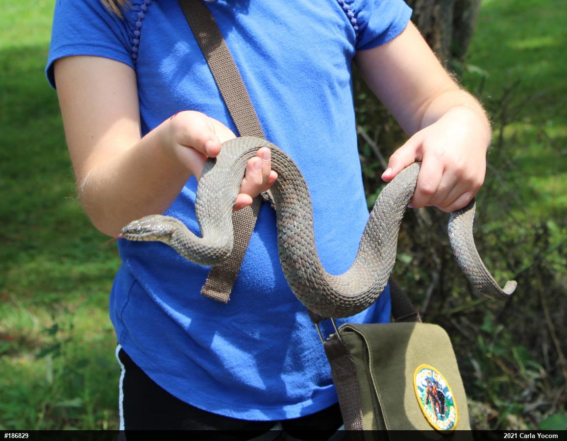 Northern Watersnake