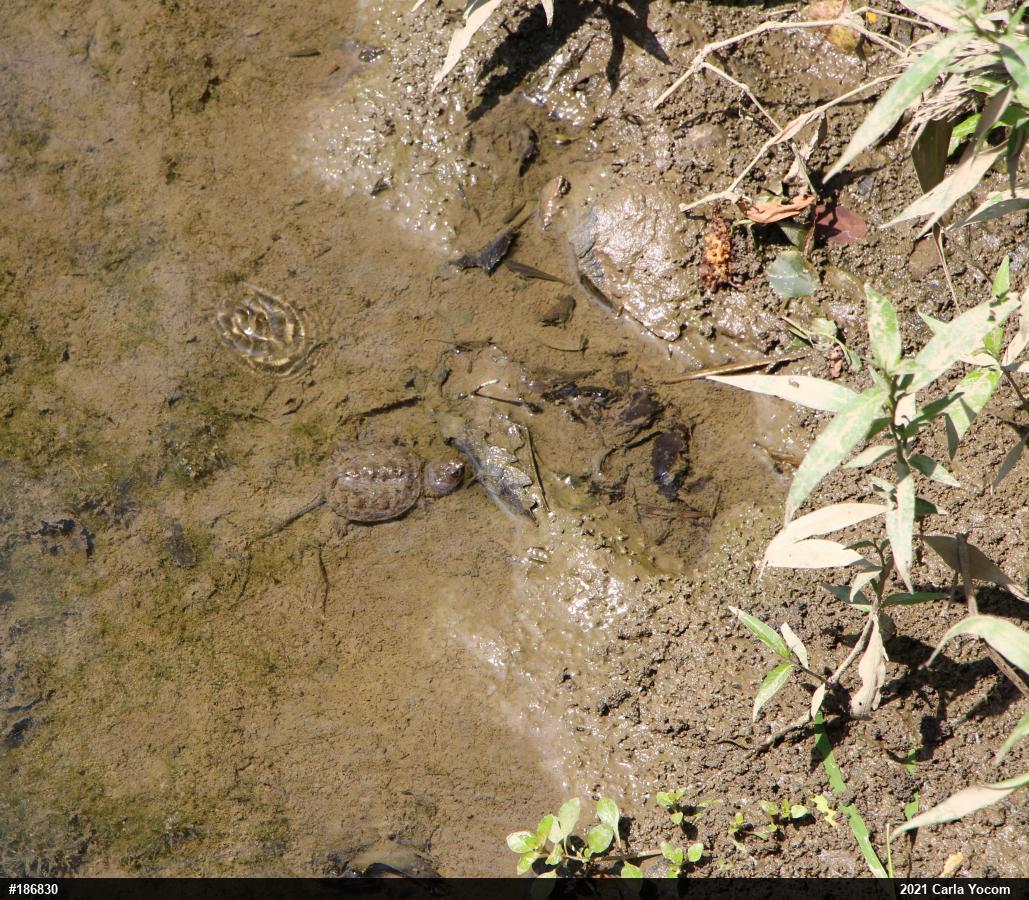 Snapping Turtle