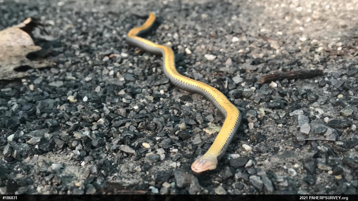 Northern Ring-necked Snake