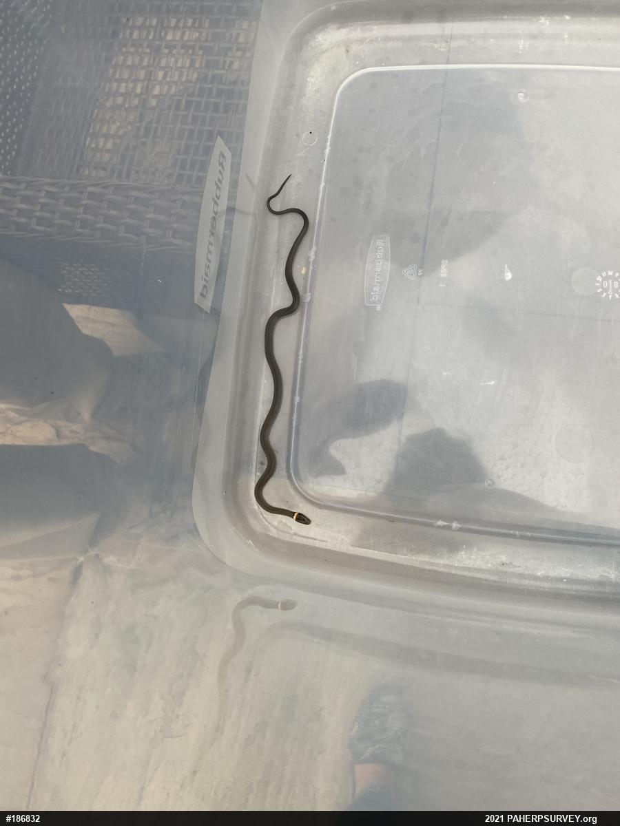 Northern Ring-necked Snake