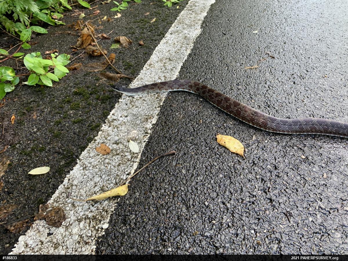 Eastern Ratsnake