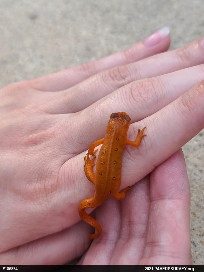 Red-spotted Newt