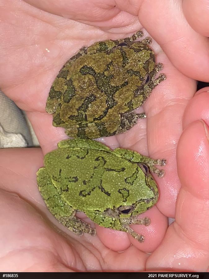 Unknown Gray Treefrog