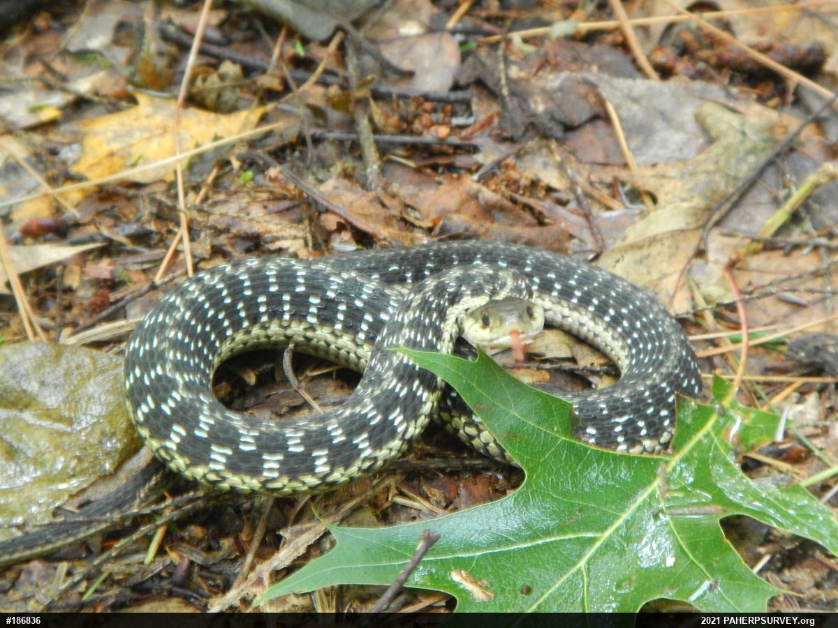 Eastern Gartersnake