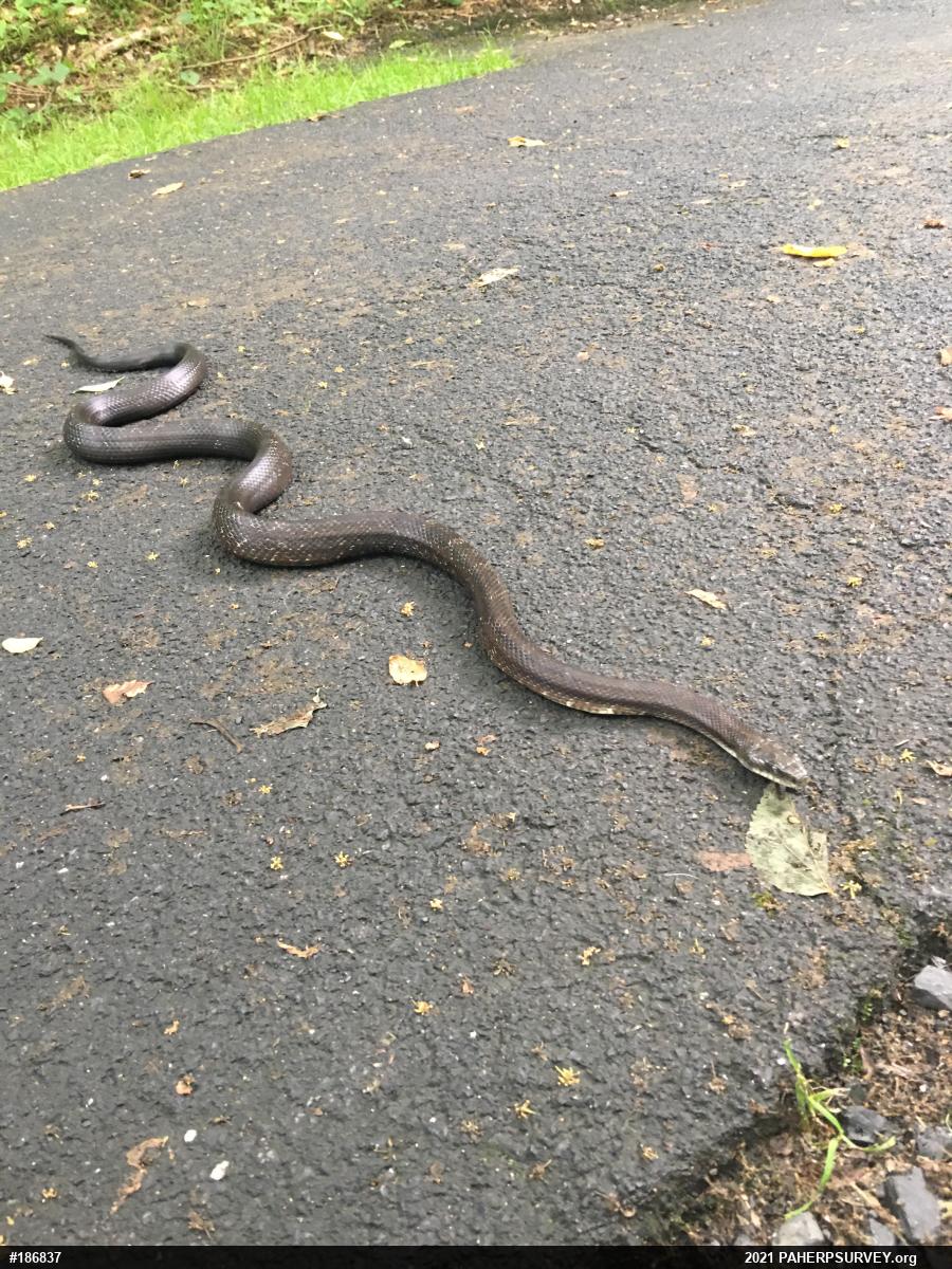 Eastern Ratsnake