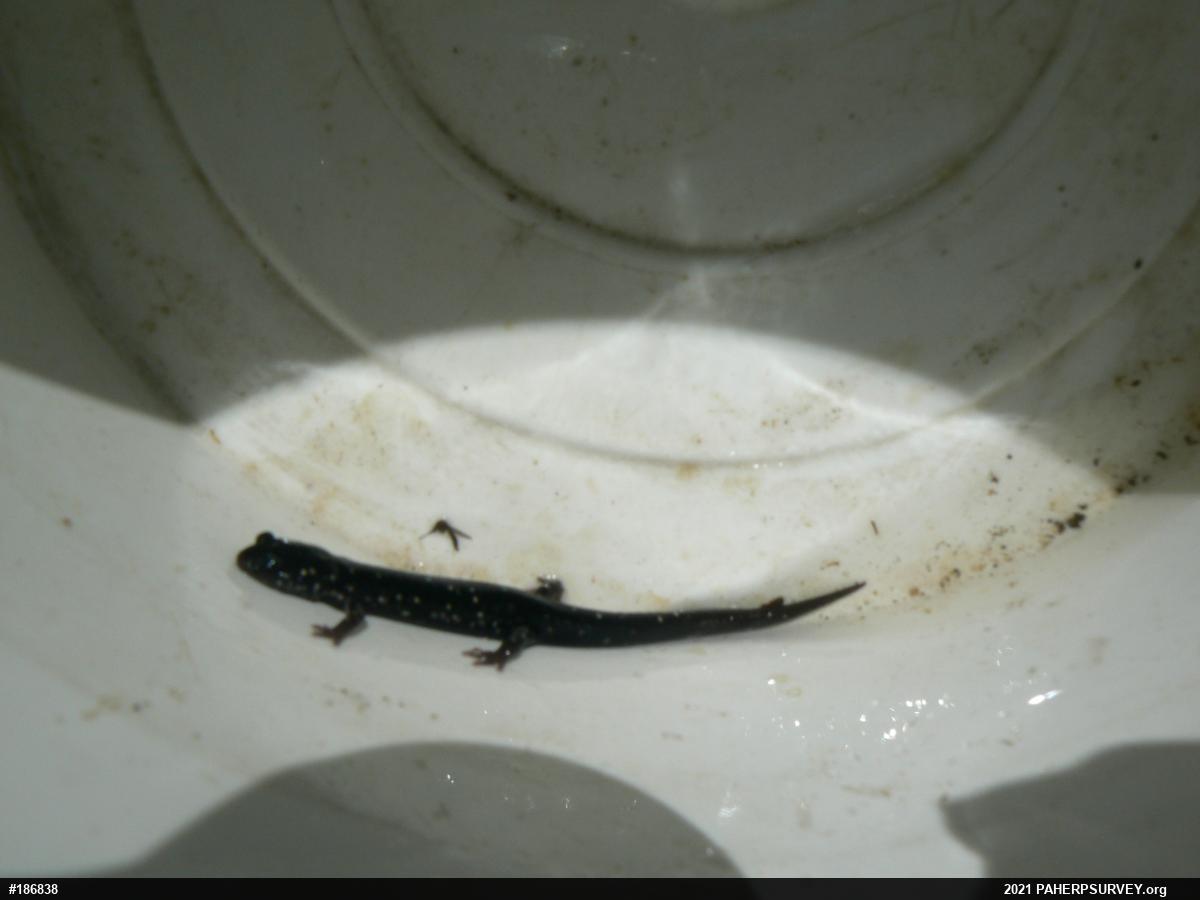 Northern Slimy Salamander