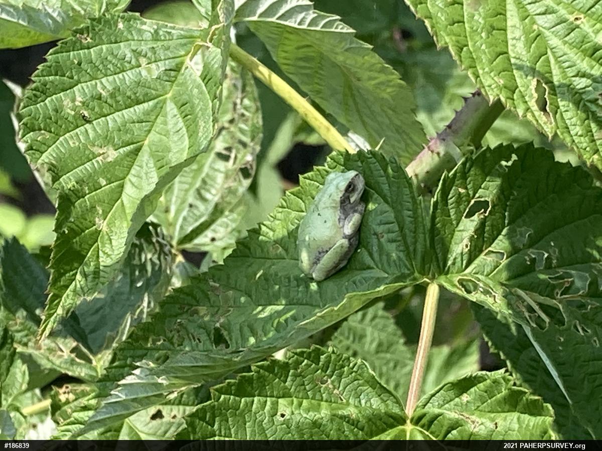 Unknown Gray Treefrog