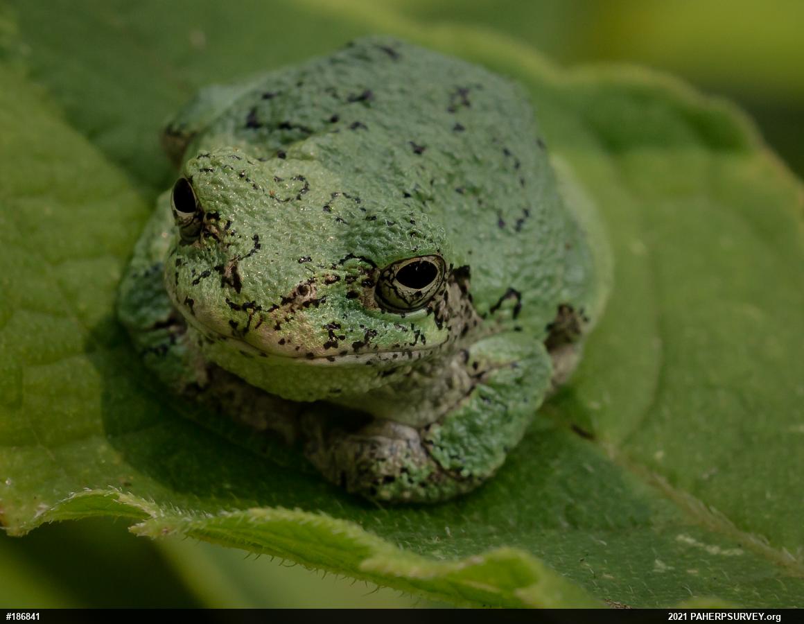 Unknown Gray Treefrog