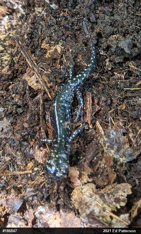 Northern Slimy Salamander