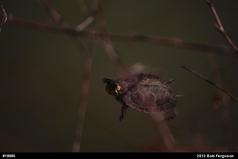 Red-eared Slider