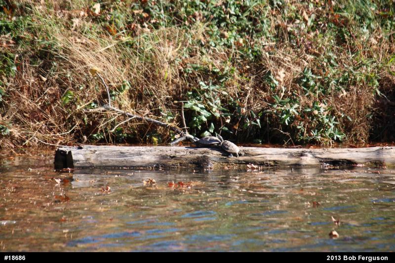 Red-eared Slider
