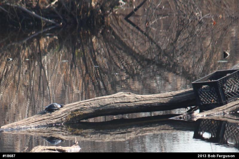 Red-eared Slider