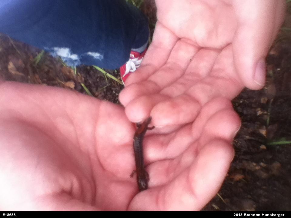 Eastern Red-backed  Salamander