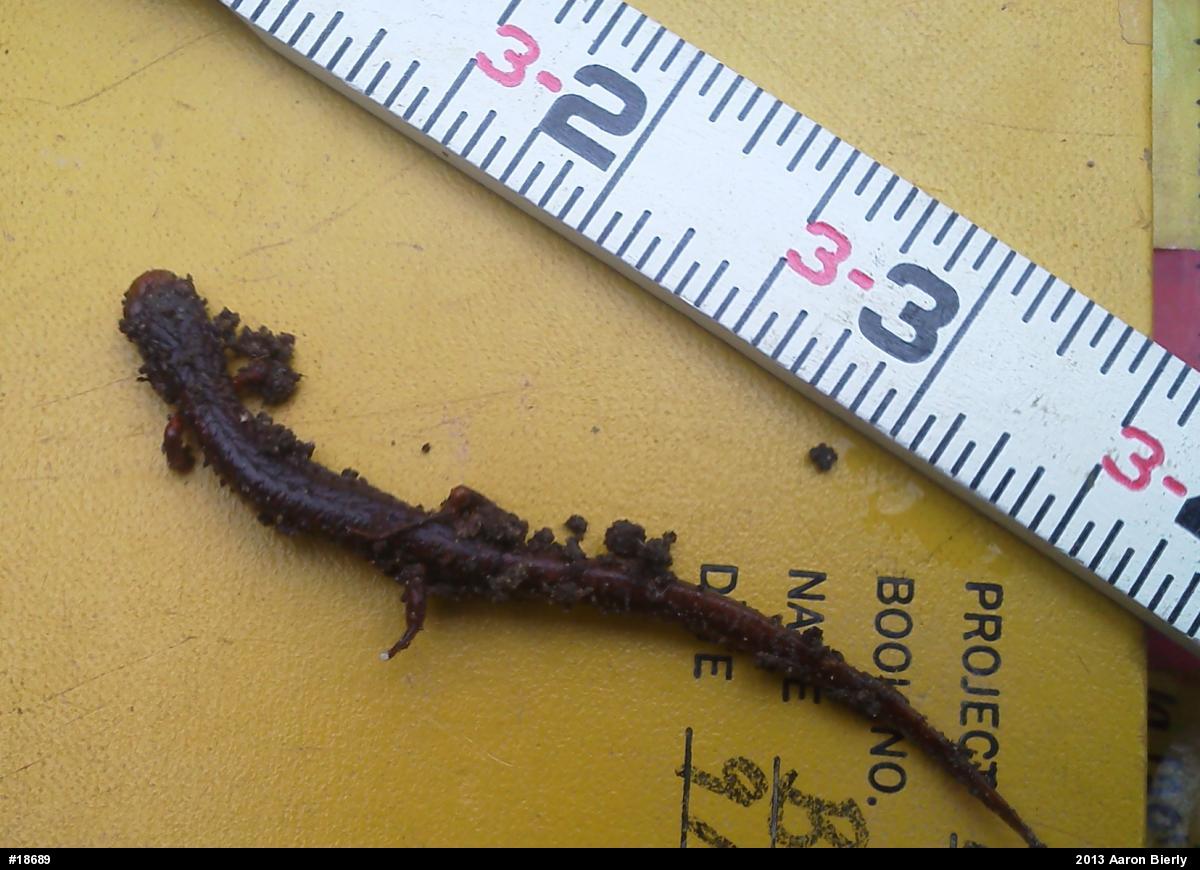 Four-toed Salamander