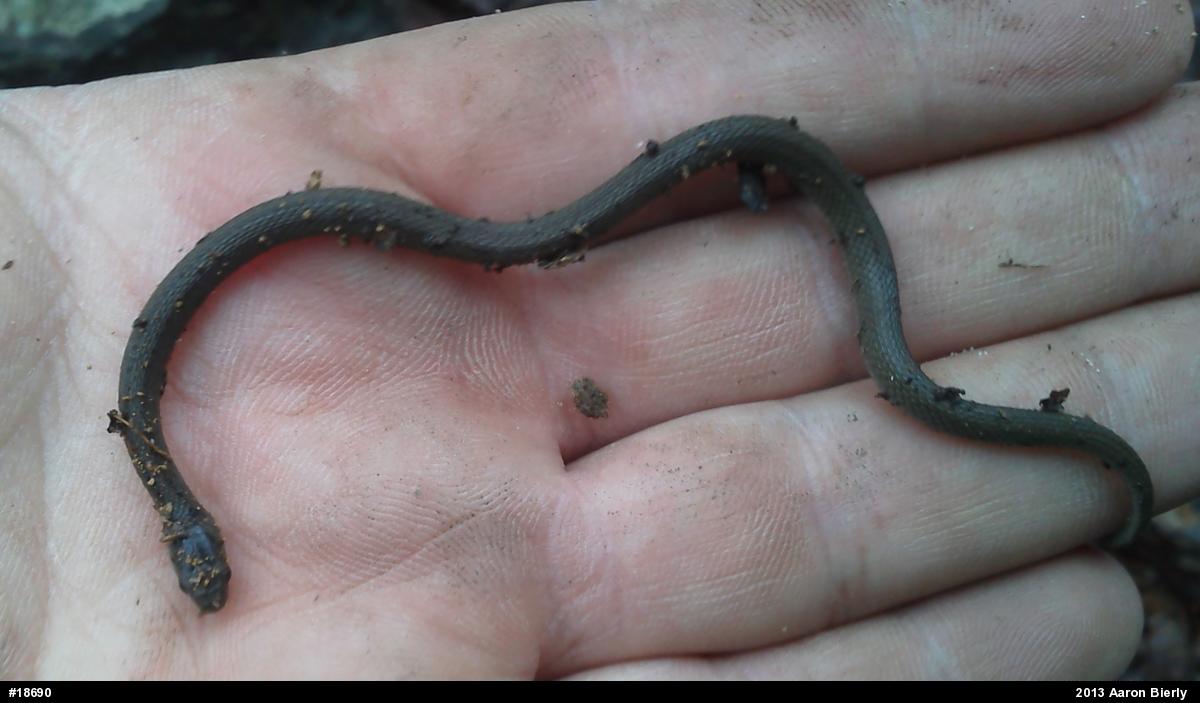 Dekay's Brownsnake