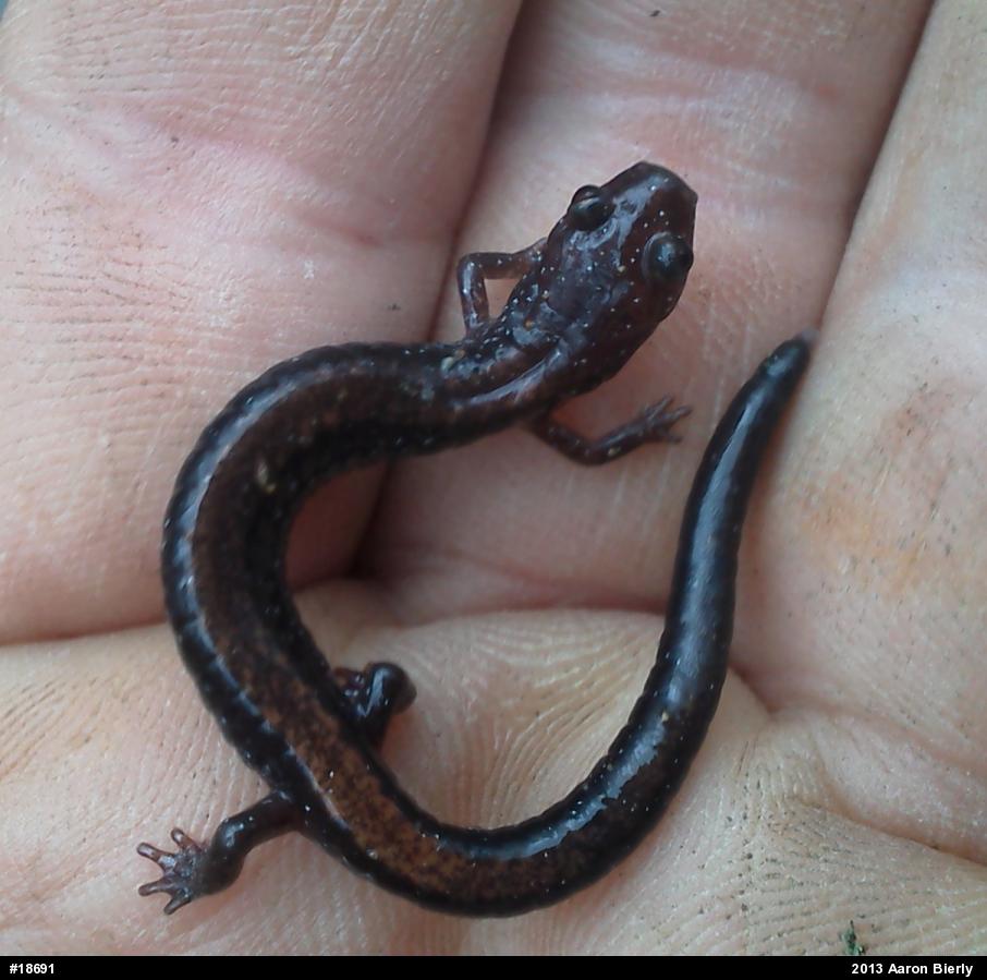 Eastern Red-backed  Salamander