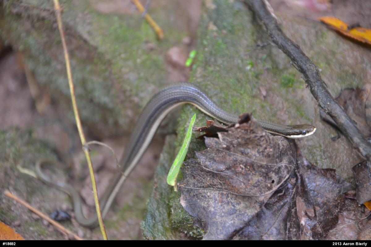 Queensnake