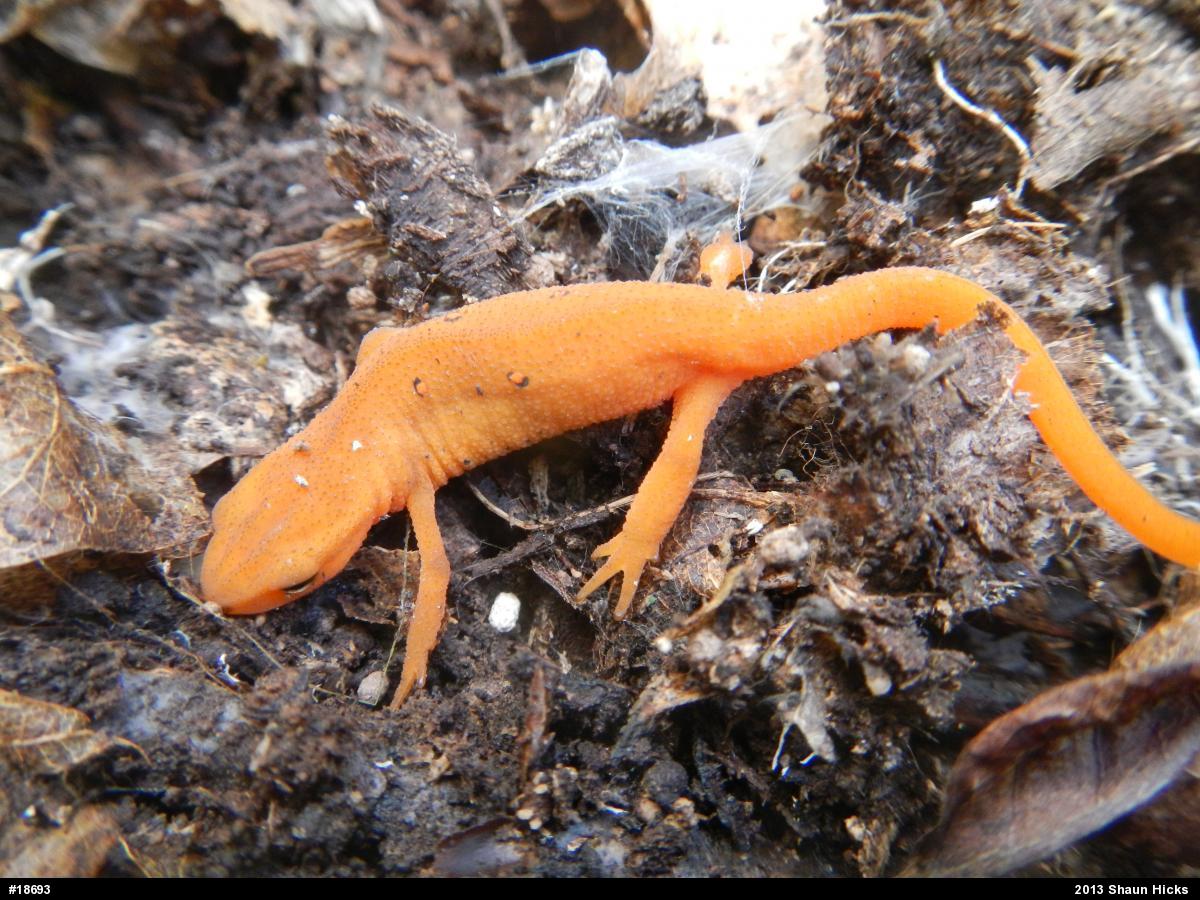 Red-spotted Newt