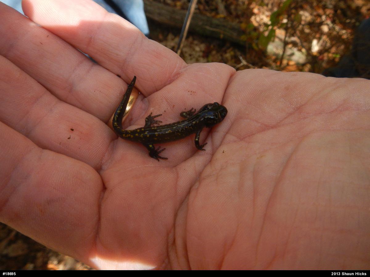 Spotted Salamander