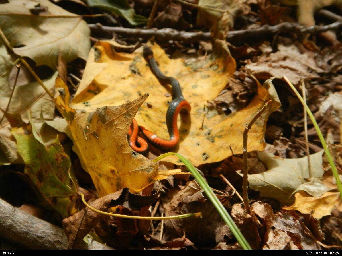 Red-bellied Snake