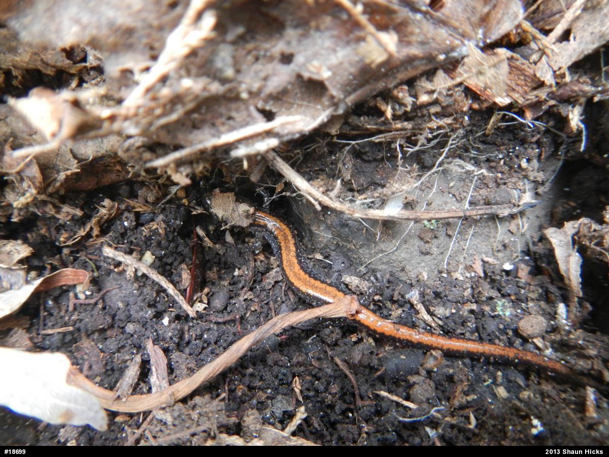 Eastern Red-backed  Salamander