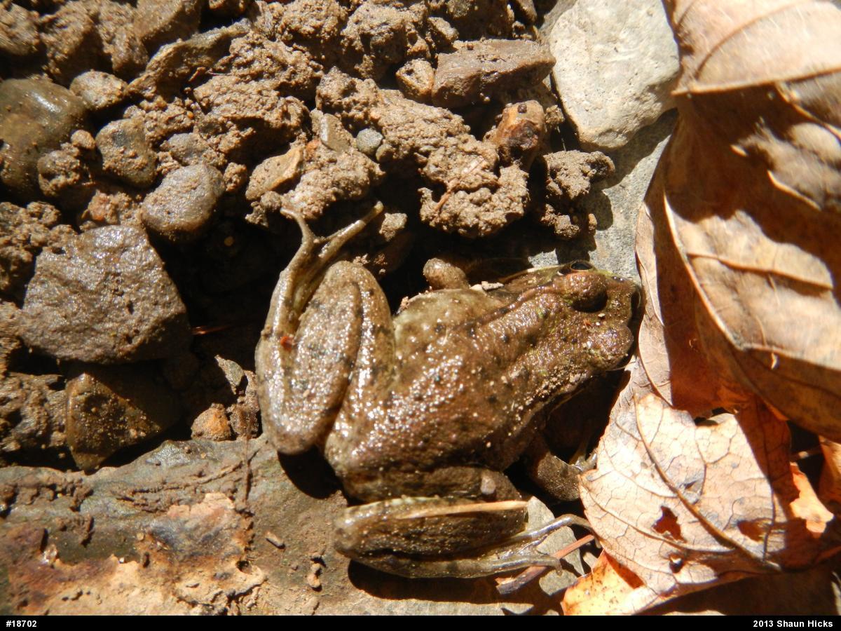 Green Frog