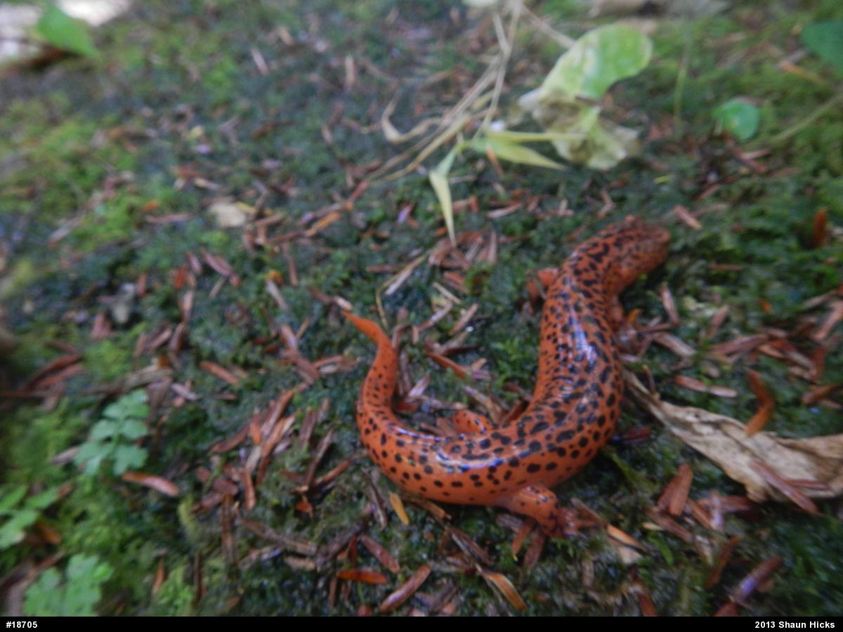 Northern Red Salamander