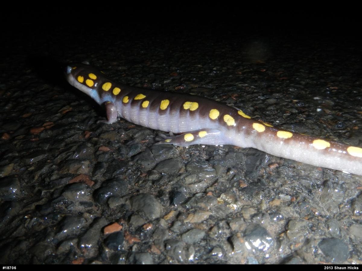 Spotted Salamander