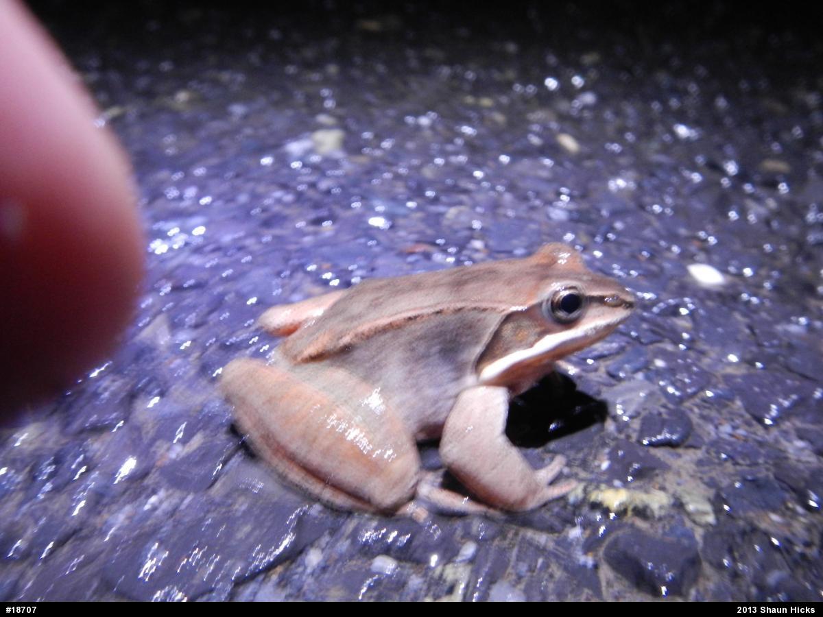 Wood Frog