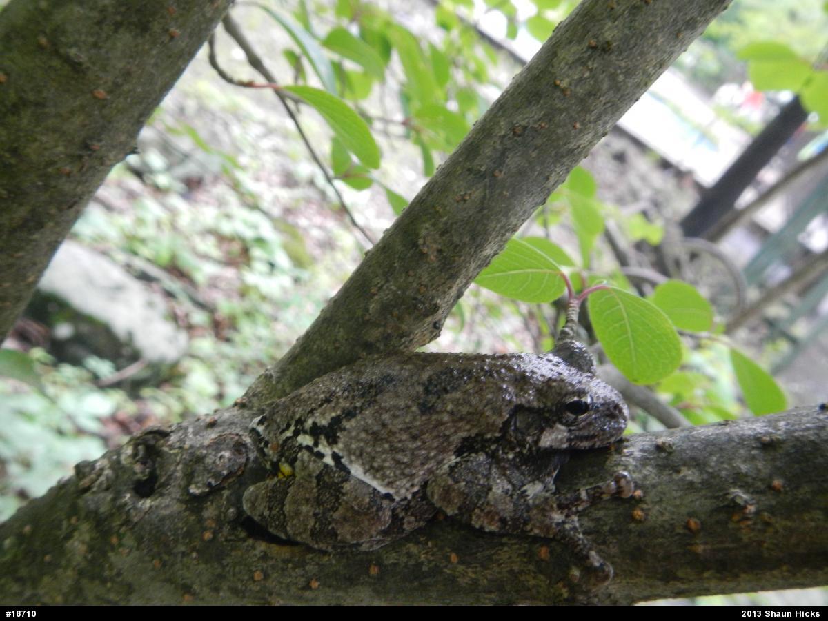 Gray Treefrog