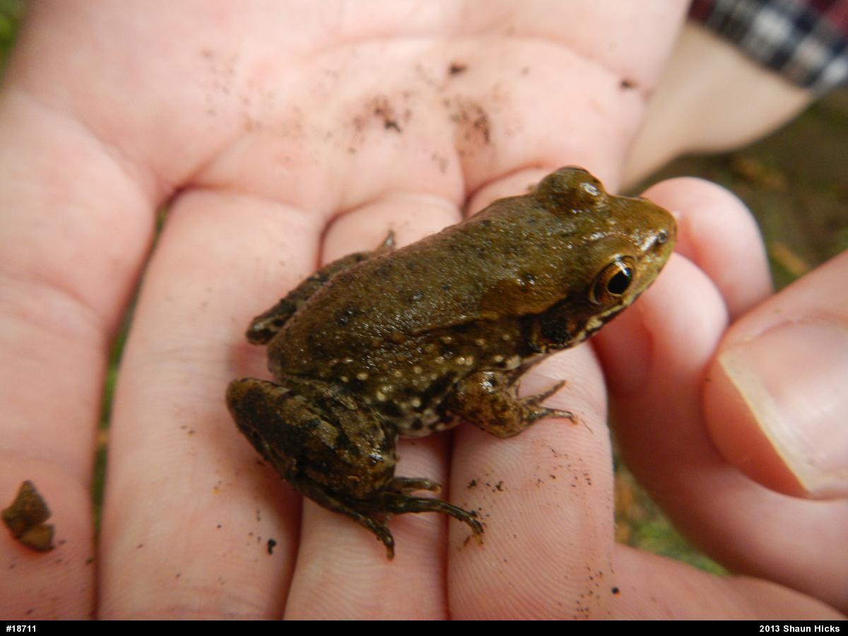 Green Frog