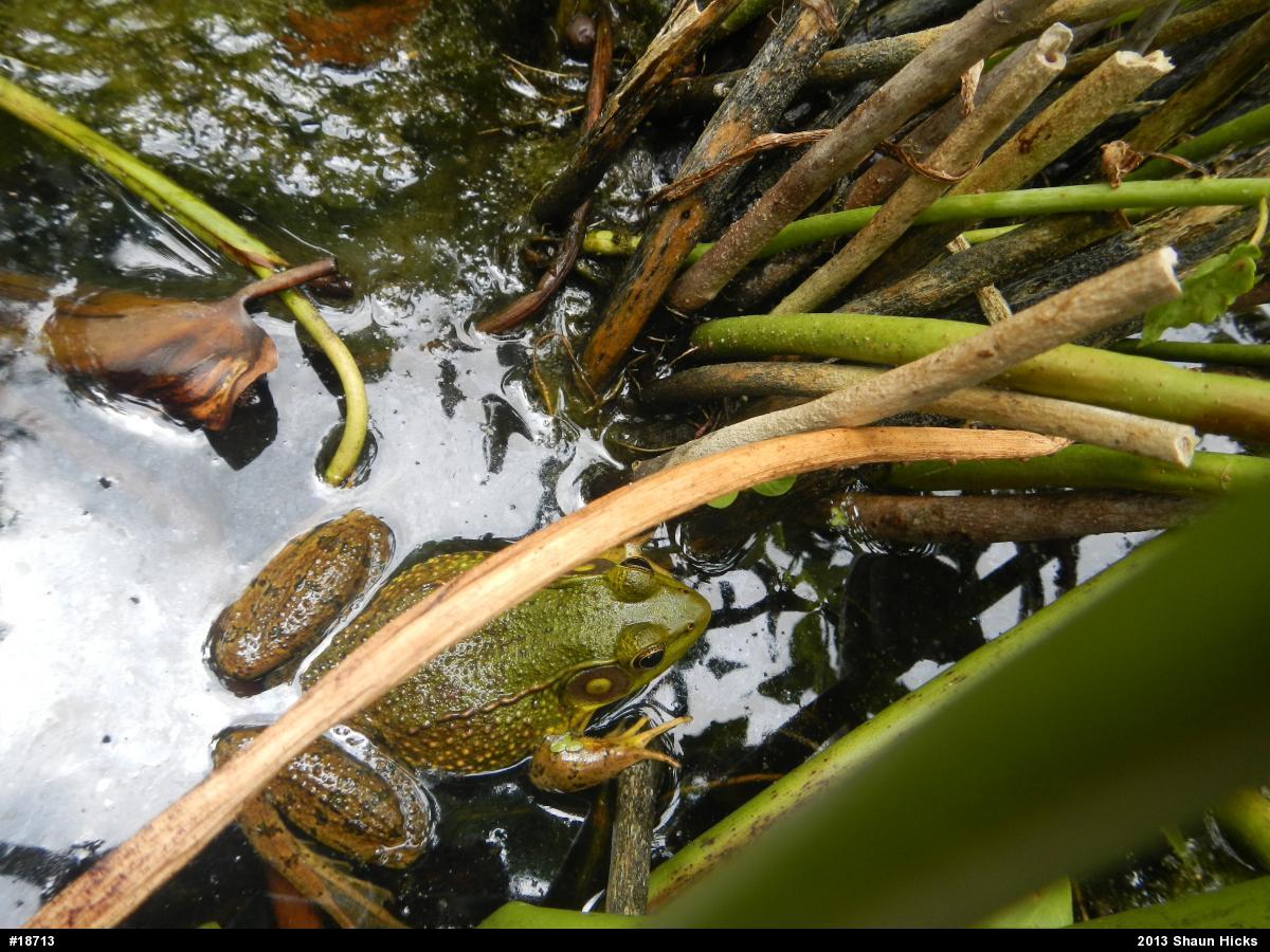 Green Frog