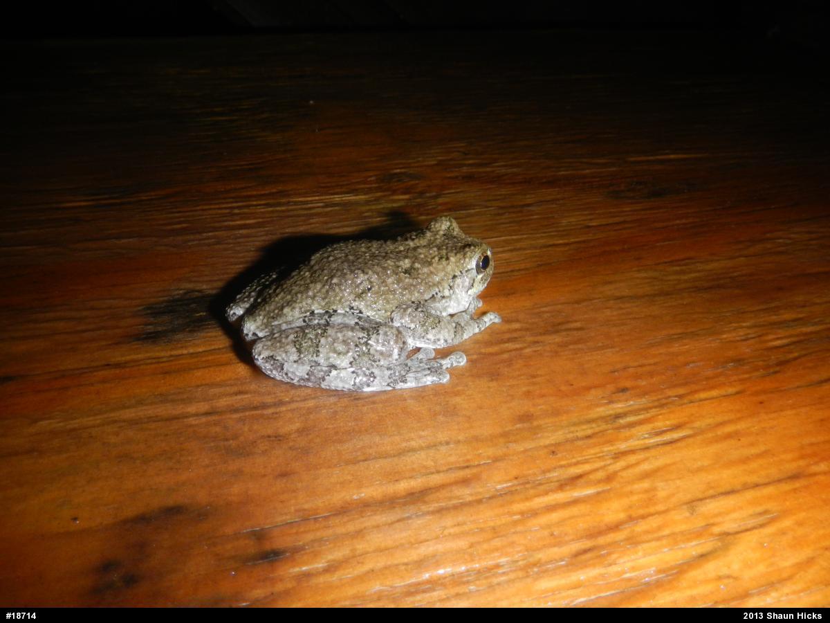 Gray Treefrog