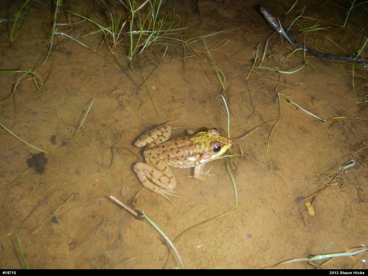 Green Frog