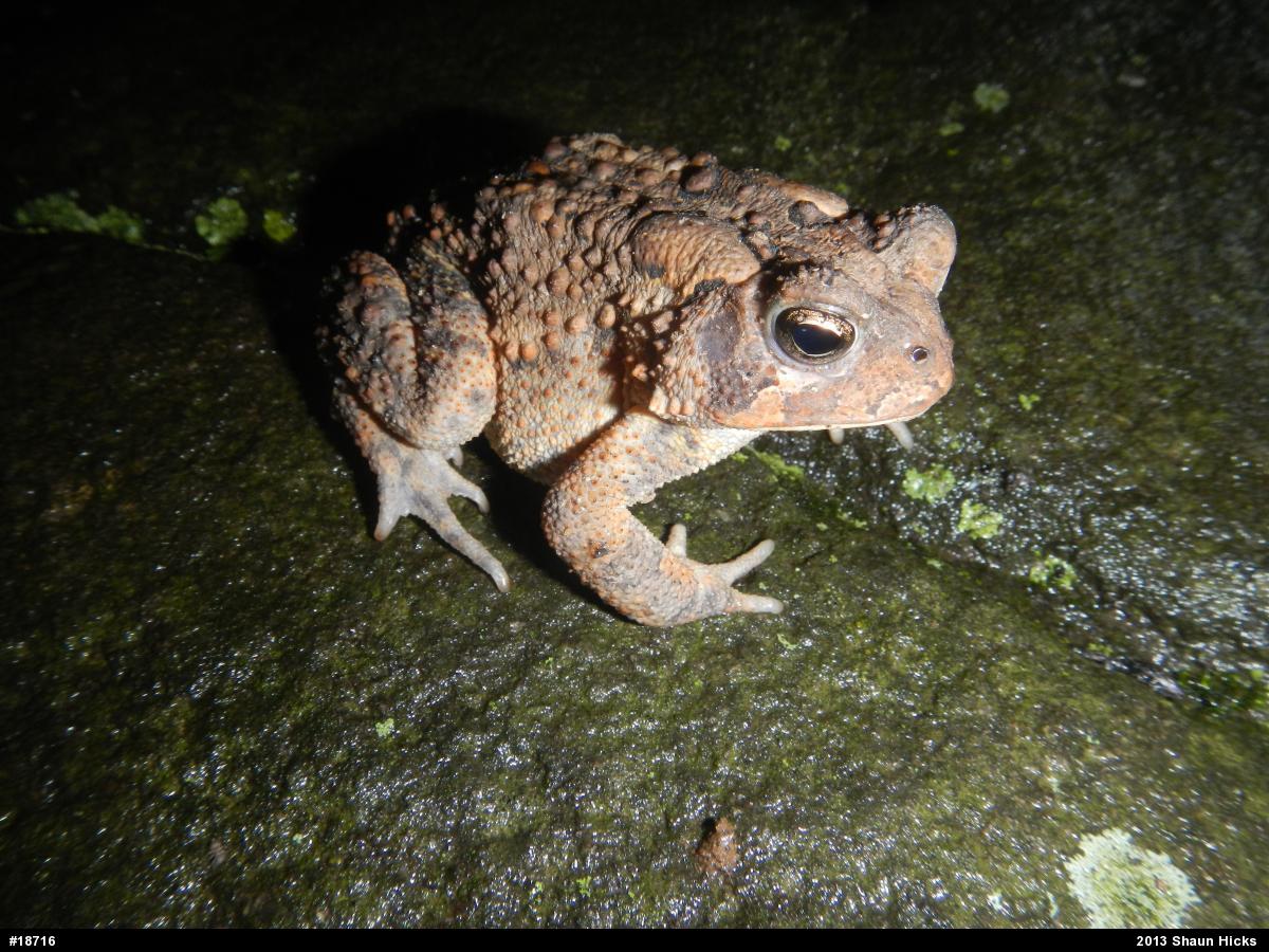 Eastern American Toad