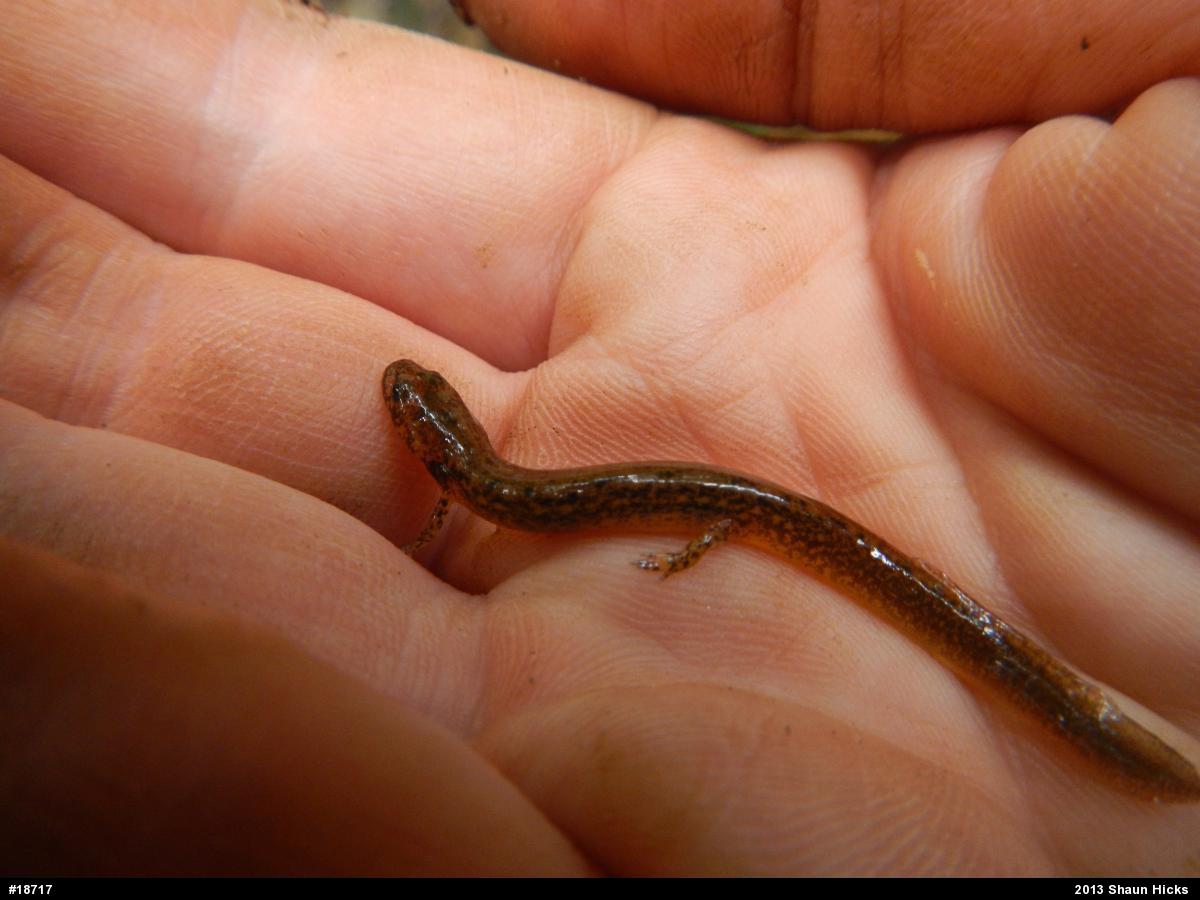 Northern Two-lined Salamander