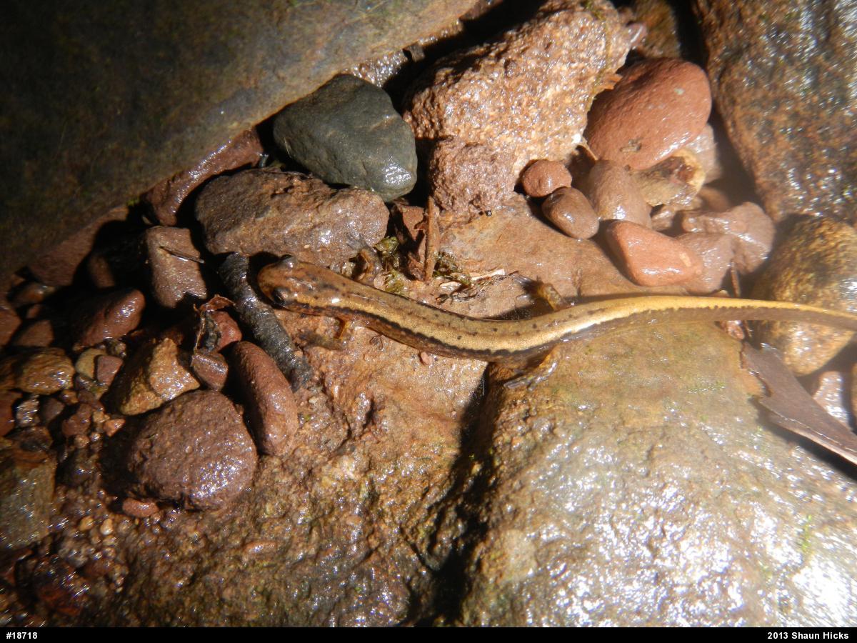 Northern Two-lined Salamander