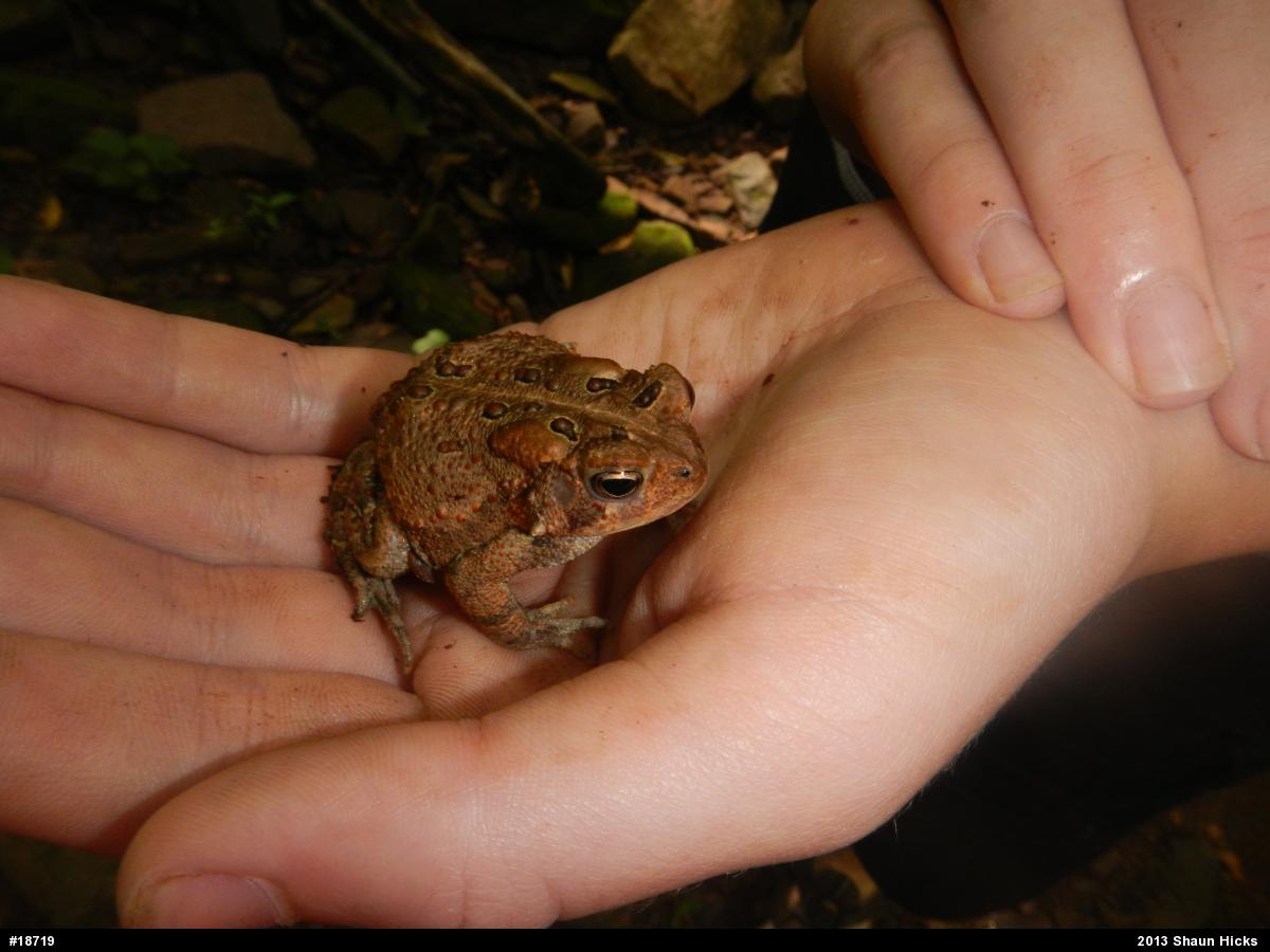 Eastern American Toad