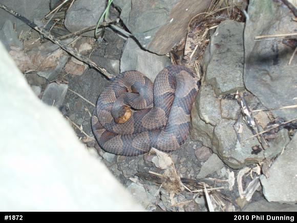 Northern Copperhead