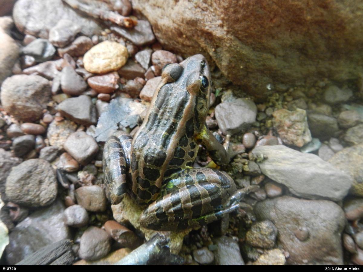 Pickerel Frog