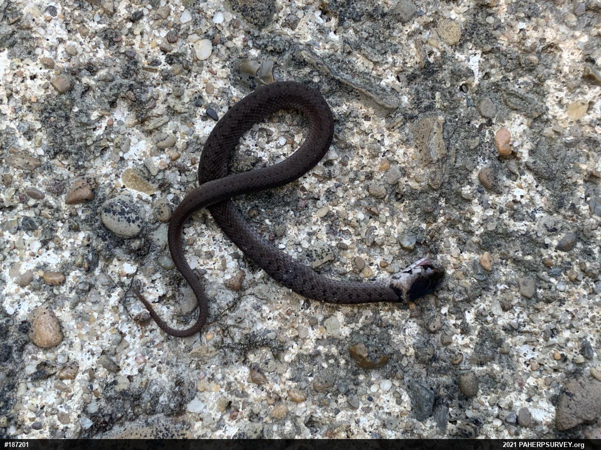 Dekay's Brownsnake