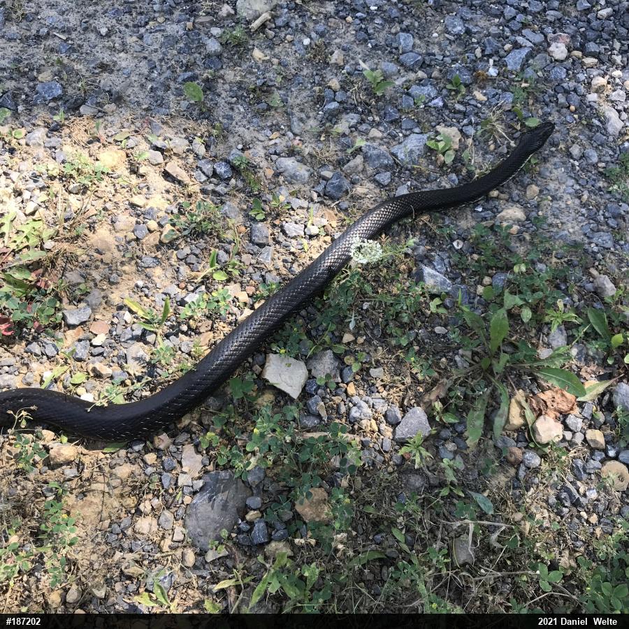 Eastern Ratsnake