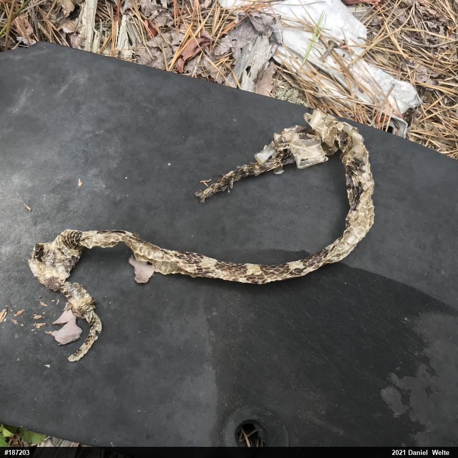 Timber Rattlesnake